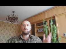 Embedded thumbnail